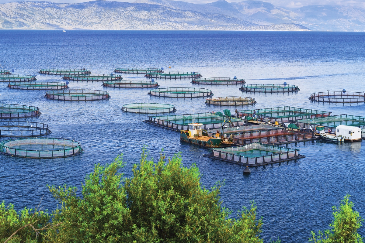 Fish Farming In South Africa A Growing Industry SFI COZA Fish Farming In South Africa A Growing Industry SFI COZA