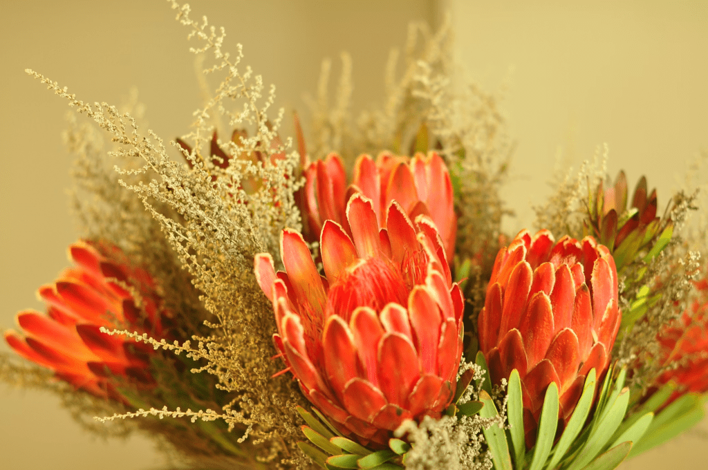 Protea Flower Meaning, History & Care Guide | SFI.COZA 9 image 5